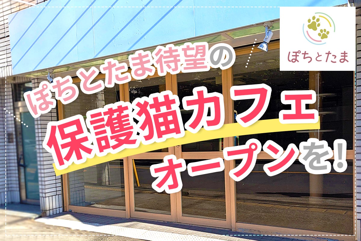 【日本初*】保護犬・保護猫の里親マッチングサービスのぽちとたまが、保護猫カフェのオープンに向けてクラウドファンディング挑戦中！バリアフリーで車椅子利用者も快適な空間創りへ！のサブ画像1_保護猫カフェオープンへ向けて