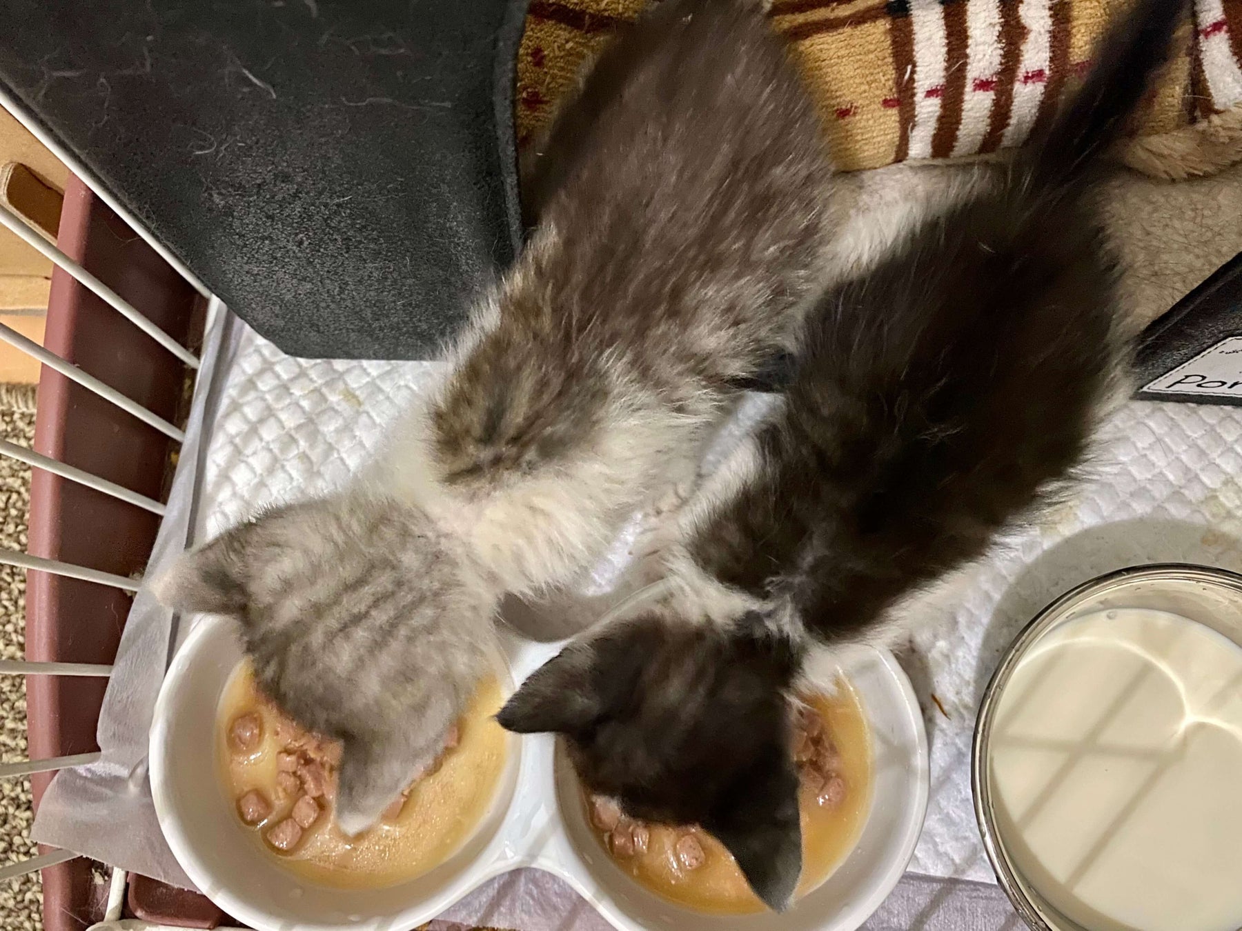 【日本初*】保護犬・保護猫の里親マッチングサービスのぽちとたまが、保護猫カフェのオープンに向けてクラウドファンディング挑戦中！バリアフリーで車椅子利用者も快適な空間創りへ！のサブ画像5_過去に保護した300gの子猫たち