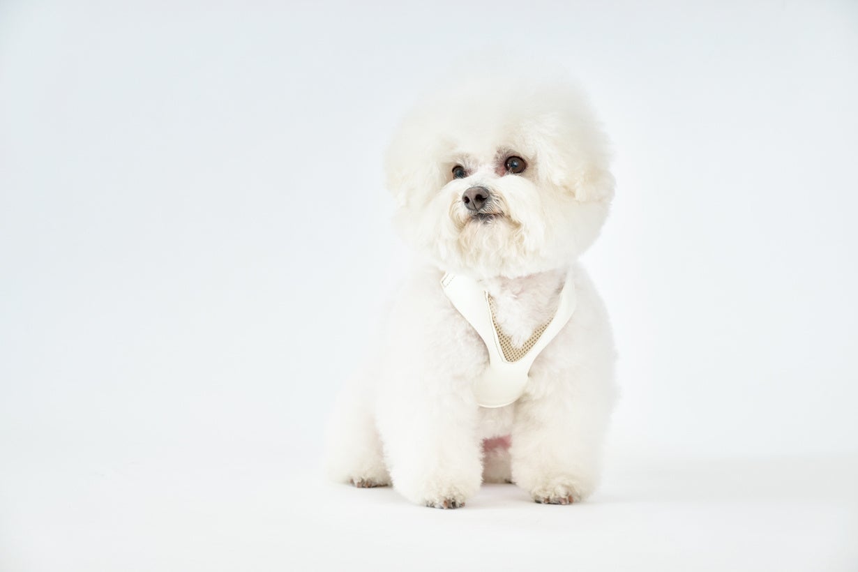 累計約5千個販売の犬用サポーター：気管を圧迫しないハーネス「ハーレスト」待望の第2弾！「アニサポハーレスト cocochi(ココチ)」をMakuakeにてクラウドファンディング開始！のサブ画像10_ミルク色