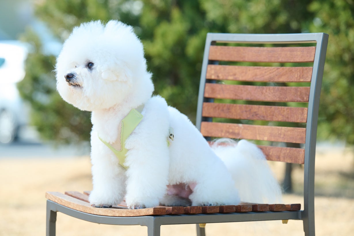 累計約5千個販売の犬用サポーター：気管を圧迫しないハーネス「ハーレスト」待望の第2弾！「アニサポハーレスト cocochi(ココチ)」をMakuakeにてクラウドファンディング開始！のサブ画像2