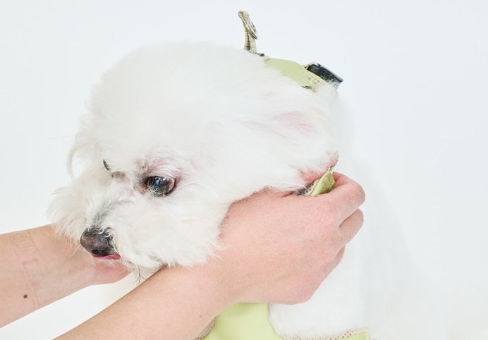 累計約5千個販売の犬用サポーター：気管を圧迫しないハーネス「ハーレスト」待望の第2弾！「アニサポハーレスト cocochi(ココチ)」をMakuakeにてクラウドファンディング開始！のサブ画像6