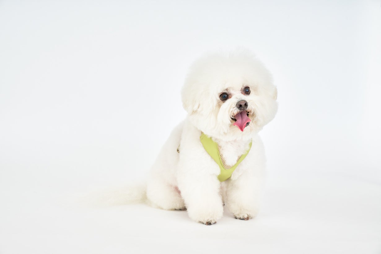 累計約5千個販売の犬用サポーター：気管を圧迫しないハーネス「ハーレスト」待望の第2弾！「アニサポハーレスト cocochi(ココチ)」をMakuakeにてクラウドファンディング開始！のサブ画像8_マスカット色