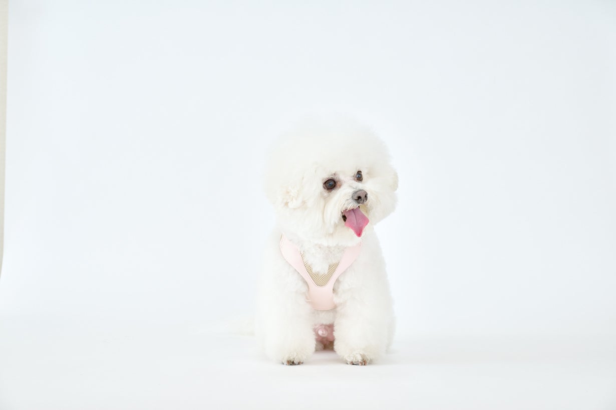累計約5千個販売の犬用サポーター：気管を圧迫しないハーネス「ハーレスト」待望の第2弾！「アニサポハーレスト cocochi(ココチ)」をMakuakeにてクラウドファンディング開始！のサブ画像9_ピーチ色