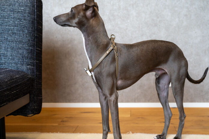 Calinのハーネスとリード - 小型犬のための最上級品質、ヨーロッパの最高級革使用のメイン画像