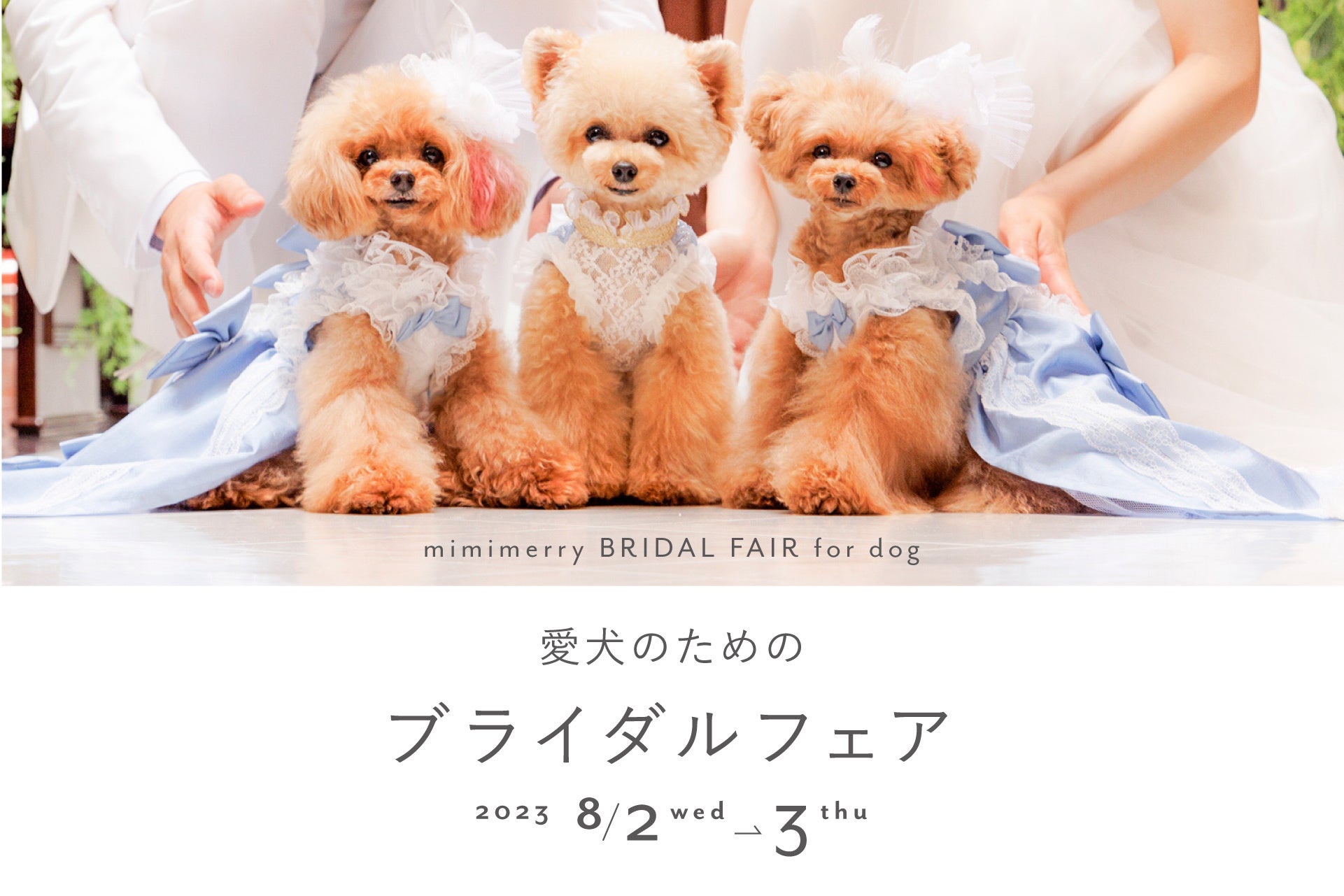 【8月2日(水)・3日(木)限定】愛犬のためのブライダルフェアを神戸異人館で開催のサブ画像1