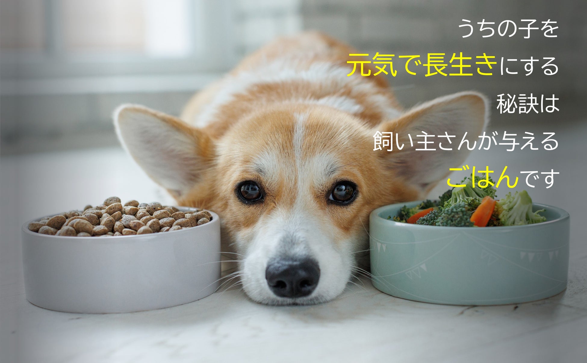 あなたの愛犬が抱える皮膚病、下痢、アレルギー、関節トラブル、歯周病…の悩みに応える『愛犬の不調は「糖質」が原因だった！』発売のサブ画像2