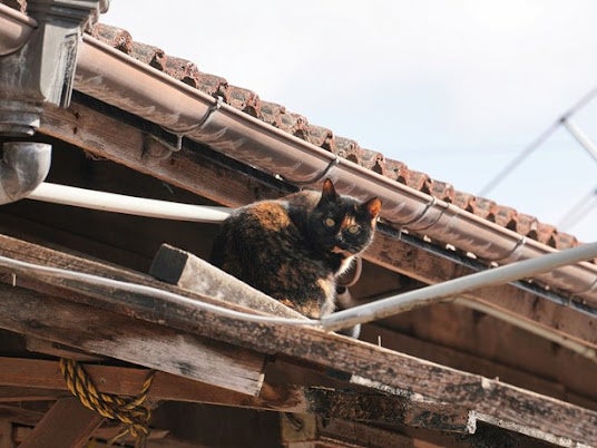 「ふるなび」で、岐阜県笠松町が空き厩舎を保護猫シェルターに改修することを目的としたクラウドファンディングプロジェクトへの寄附受付を開始。のサブ画像2_笠松競馬場付近の猫たち