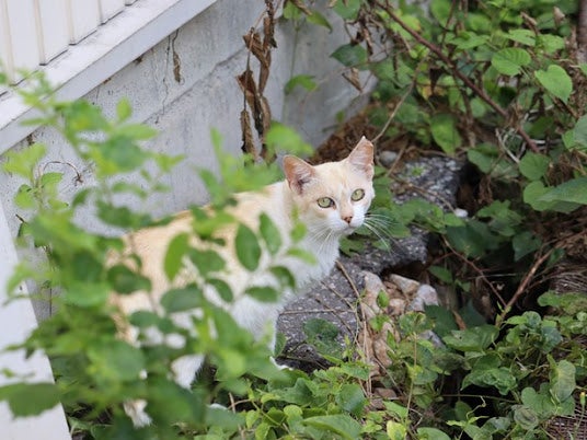 「ふるなび」で、岐阜県笠松町が空き厩舎を保護猫シェルターに改修することを目的としたクラウドファンディングプロジェクトへの寄附受付を開始。のサブ画像3