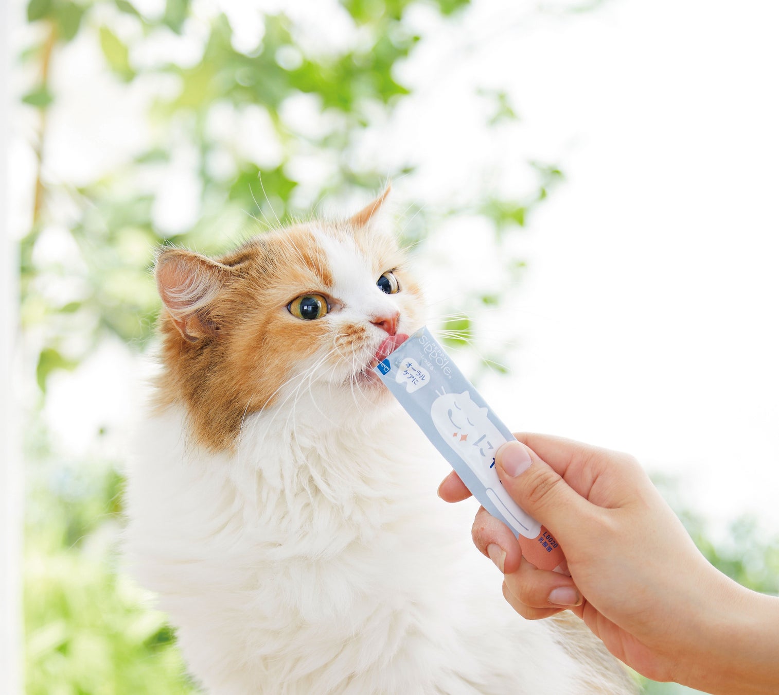 おやつでおいしく口のケアができちゃう！？L8020乳酸菌入り犬用おやつ＆猫用おやつに新味『サーモン』が8月17日（木）に新登場！のサブ画像2
