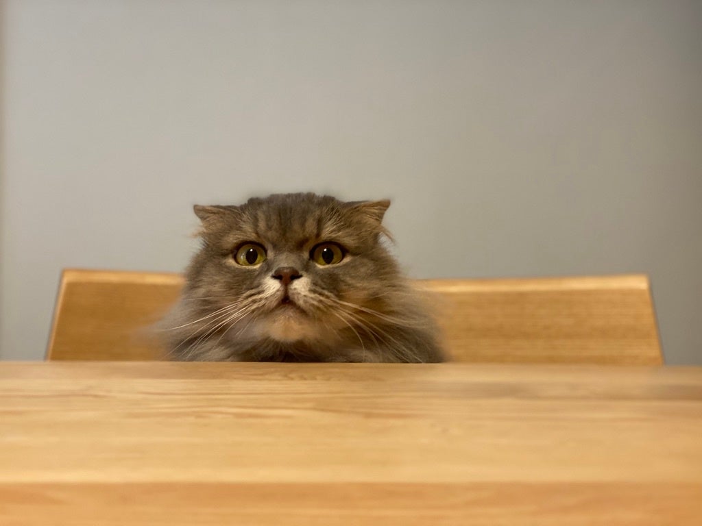 【世界猫の日】愛猫家のファッションデザイナーが猫専門グッズを取り扱う新ブランド「CHOUPETTE 〜シュペット〜」を8月8日(火)にローンチ。のサブ画像2