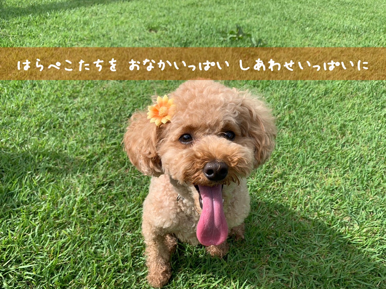 国産原料・国内製造の東北発ペットフード「ぺこふる」が公式オンラインショップで【期間限定】予約販売を開始！のサブ画像4