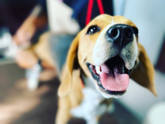 海好き！犬好き！サウナ好き！「過ごしたい休日が全部かなう」ペンションが九十九里にOPENのメイン画像