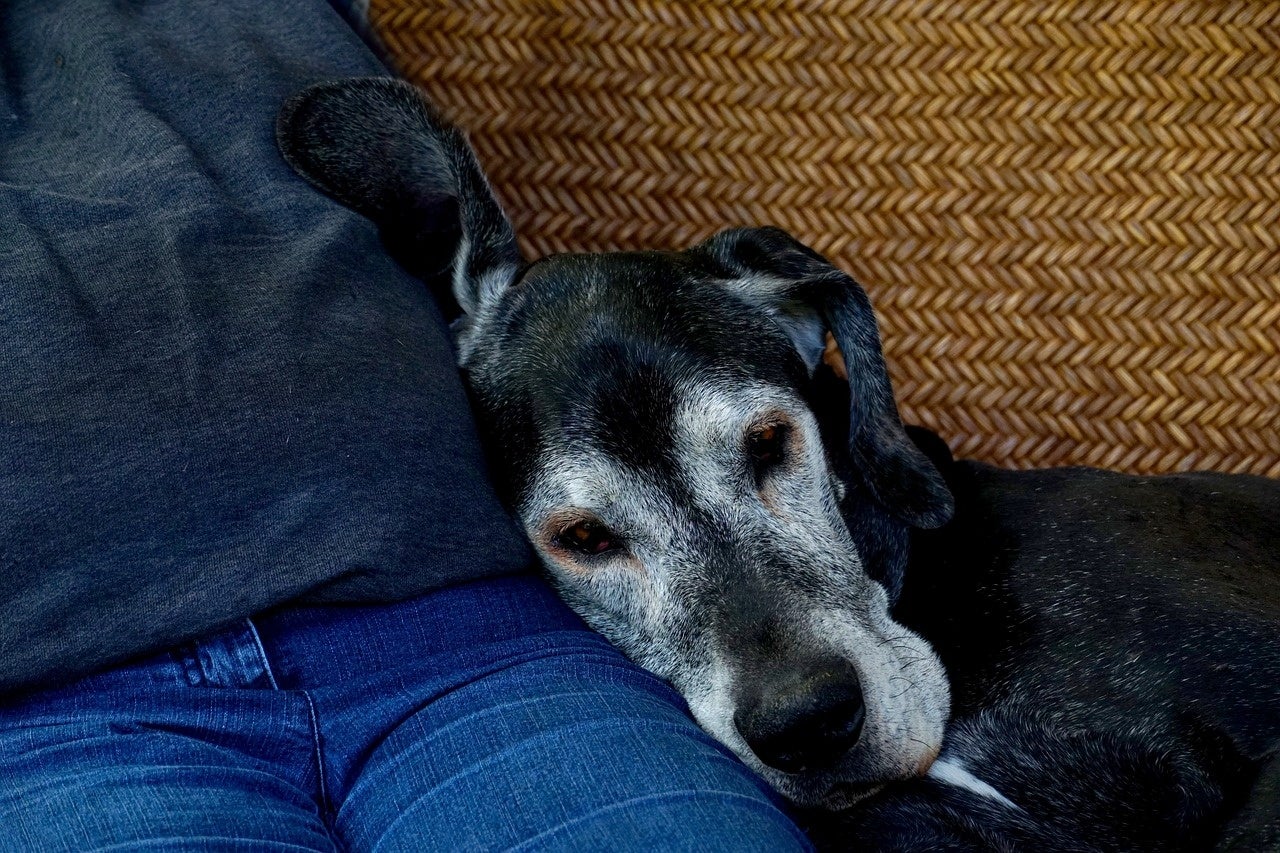Professional Dog Trainers’ Education Network（PD-TEN）によるドッグ事業関係者のためのカンファレンス「第4回PD-TEN カンファレンス」を10月に開催のサブ画像4