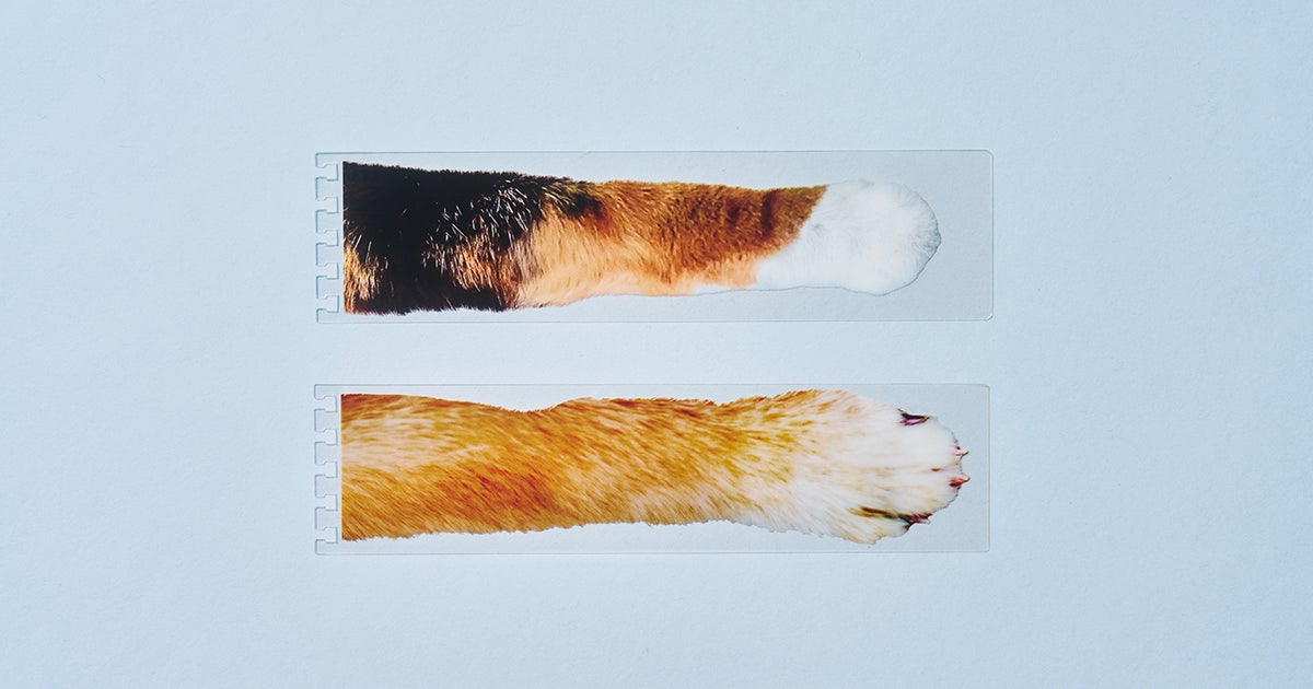 【柴犬と三毛猫のリアルな毛並みが表紙に】コクヨ”もふもふ”ノートが当たるSNSプレゼントキャンペーンを８月29（にくきゅう）日より開始のサブ画像3