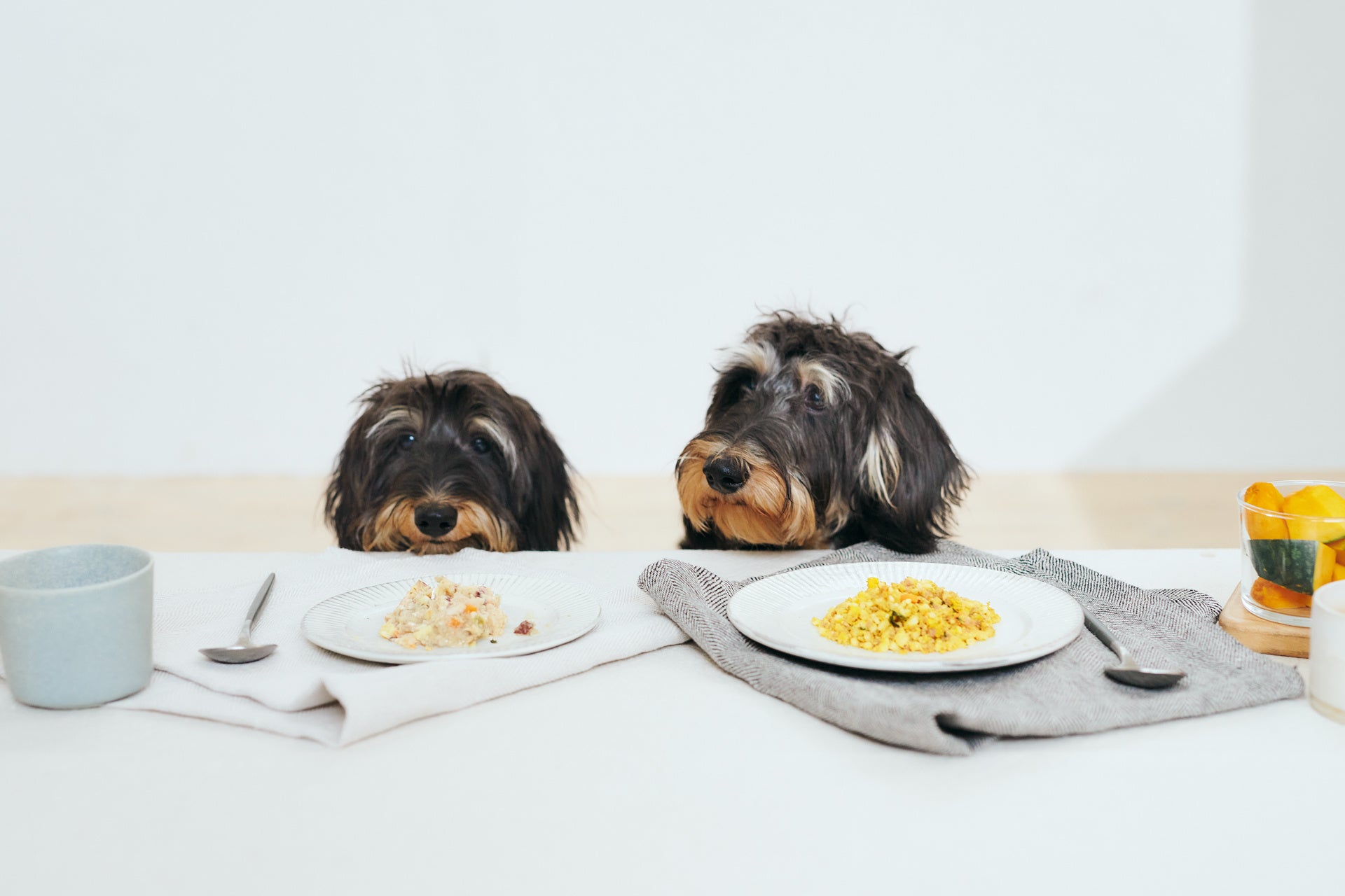 愛犬の一生に寄り添うフレッシュペットフード「ペトコトフーズ」、プレミアムペットフード・ケア用品専門店「GREEN DOG」にて8月8日より販売開始のサブ画像2
