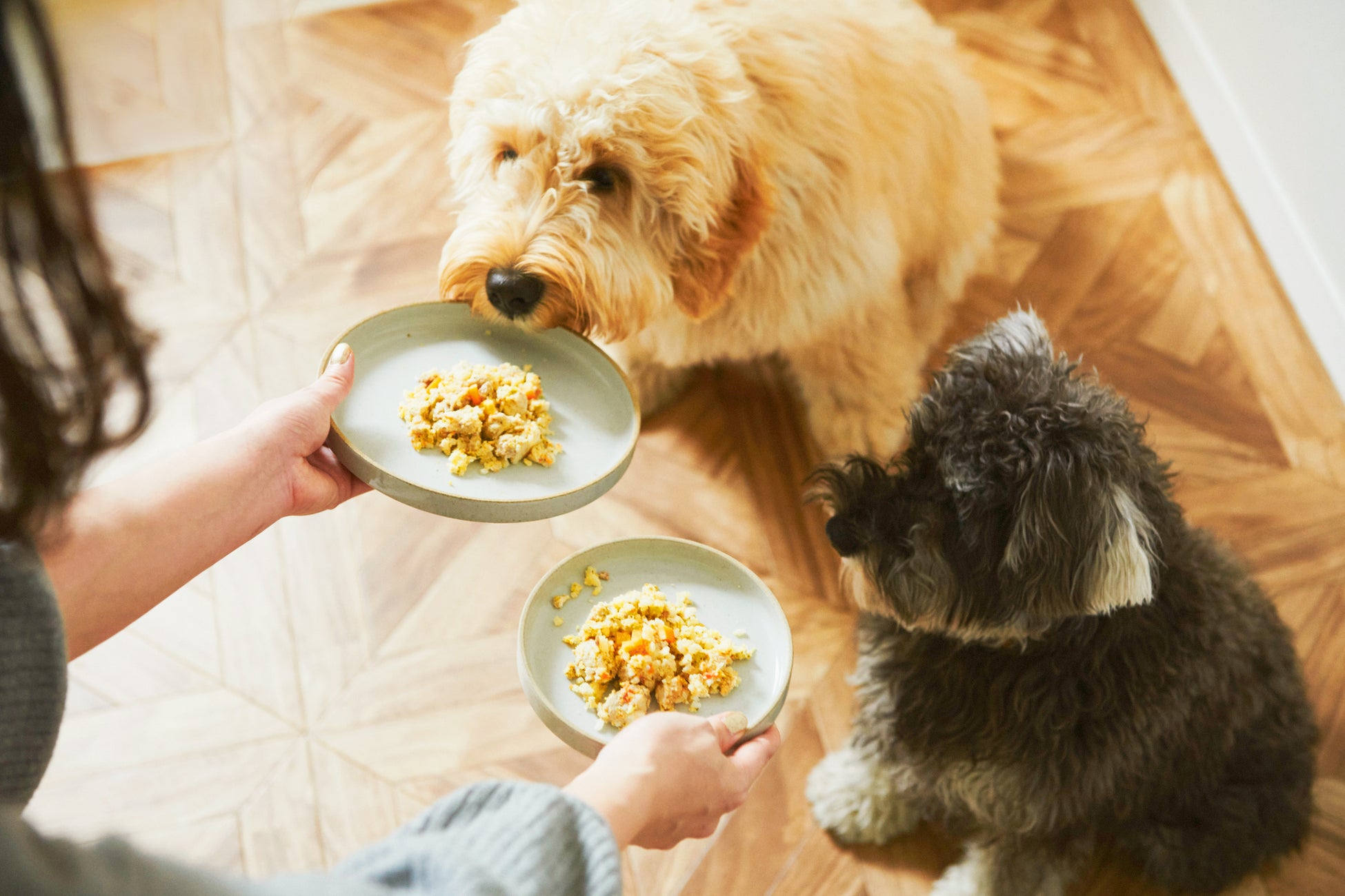 愛犬の一生に寄り添うフレッシュペットフード「ペトコトフーズ」、プレミアムペットフード・ケア用品専門店「GREEN DOG」にて8月8日より販売開始のサブ画像4