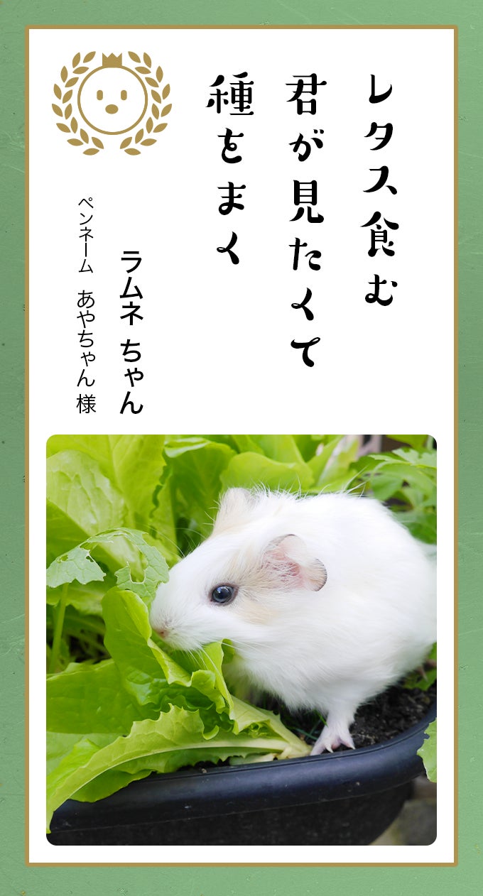 第八回「どうぶつ川柳」入賞作品発表のサブ画像9