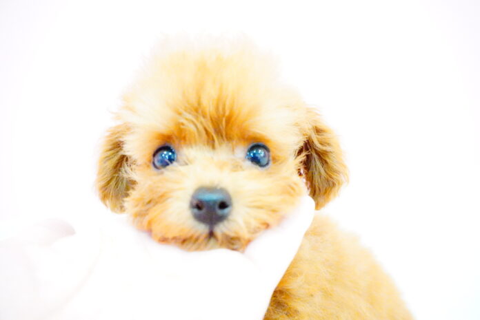 家族としてお迎えする事が出来る『トイプードル専門犬カフェ』が浅草に新規オープンのメイン画像