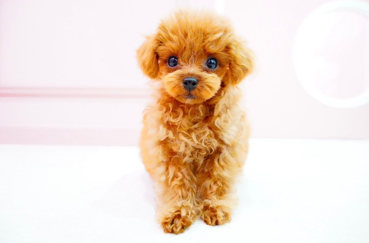 家族としてお迎えする事が出来る『トイプードル専門犬カフェ』が浅草に新規オープンのサブ画像3
