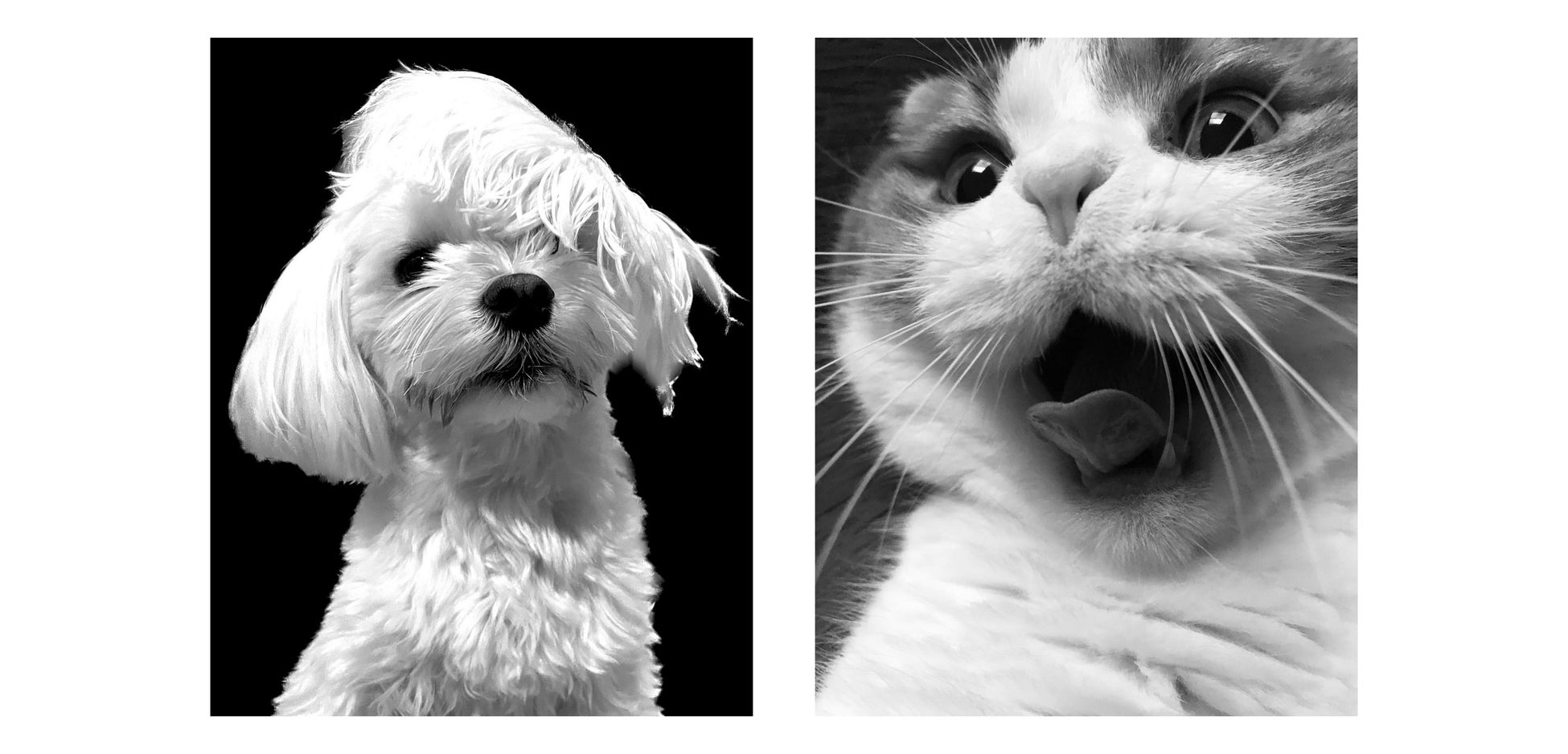 【Black＆White】をテーマにコラボフォトコンテストを実施！450枚の応募の中からグランプリが決定！のサブ画像5