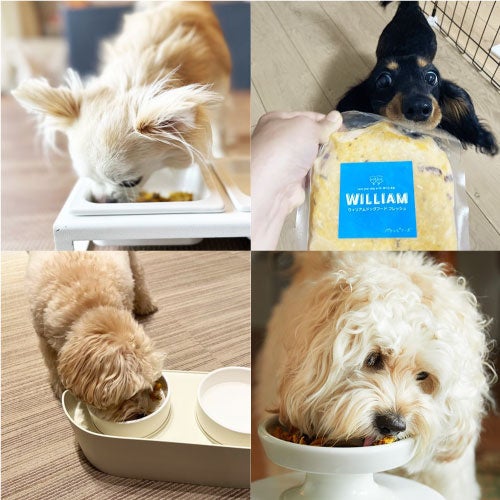 ペトレピフーズが成犬用総合栄養食「ウィリアムドッグフードフレッシュ＜総合栄養食＞」発売！実質送料無料キャンペーンも開催中のサブ画像13