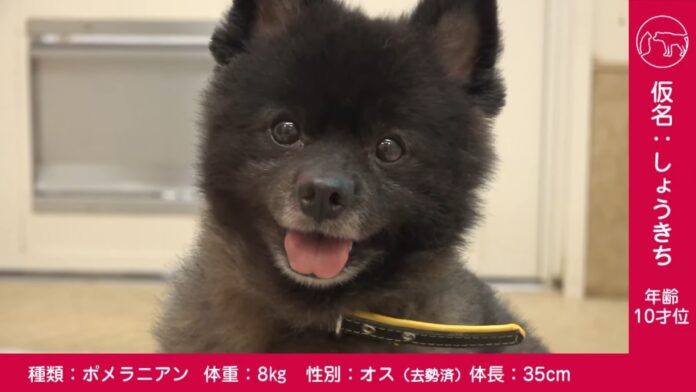 令和5年度第２回県動物愛護センターによる保護犬猫のオンライン譲渡会を開催しますのメイン画像