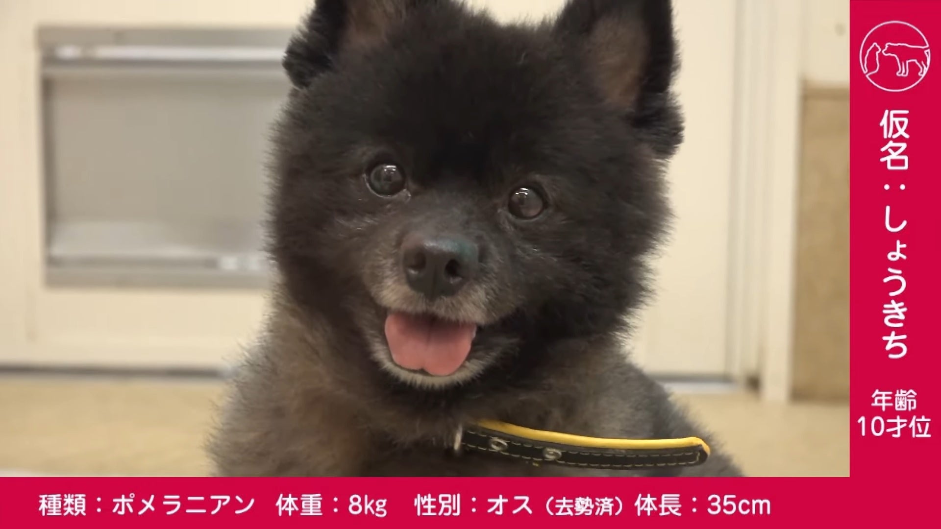 令和5年度第２回県動物愛護センターによる保護犬猫のオンライン譲渡会を開催しますのサブ画像1