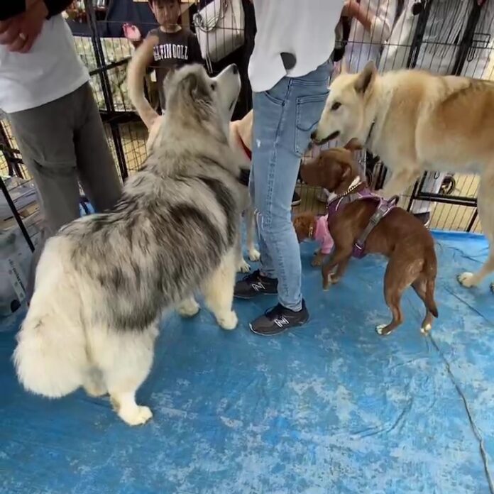 広島県東広島市では初めての、ワンちゃんのことをより深く知ることをテーマとした大型ペットイベント「WANラブフェスタ in 東広島2023」を11月に開催！のメイン画像