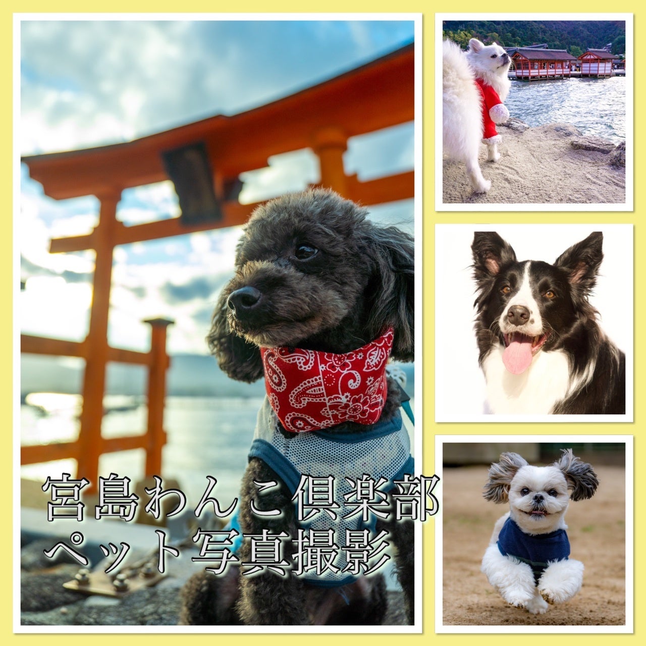 広島県東広島市では初めての、ワンちゃんのことをより深く知ることをテーマとした大型ペットイベント「WANラブフェスタ in 東広島2023」を11月に開催！のサブ画像11