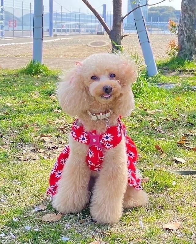 広島県東広島市では初めての、ワンちゃんのことをより深く知ることをテーマとした大型ペットイベント「WANラブフェスタ in 東広島2023」を11月に開催！のサブ画像5