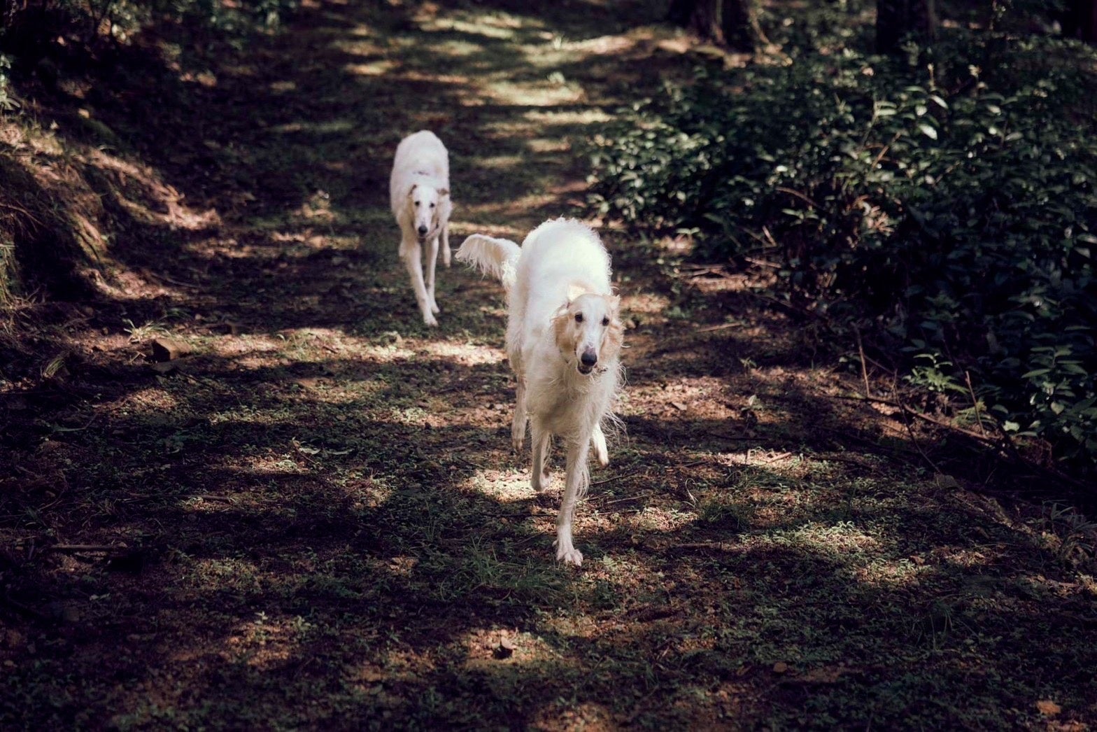兵庫県丹波市に健康寿命を延ばすことを目的とした犬と人間のための新施設「GROUND ROCK CASTLE グランドロックキャッスル」が9/17（日）オープン！のサブ画像2