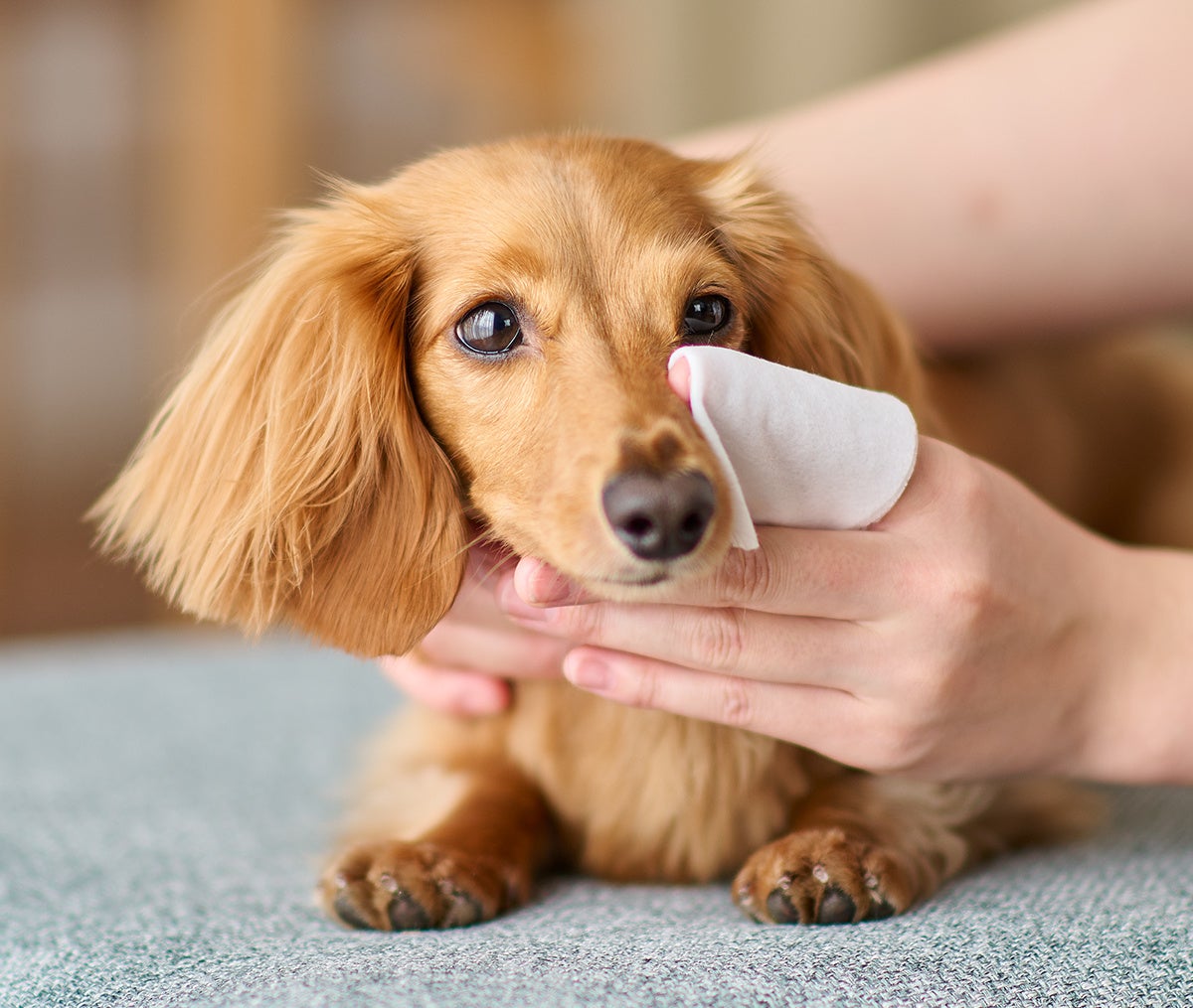 エリエールがペットケア事業に本格参入！新ブランド「エリエールPet キミおもい®」誕生のサブ画像18