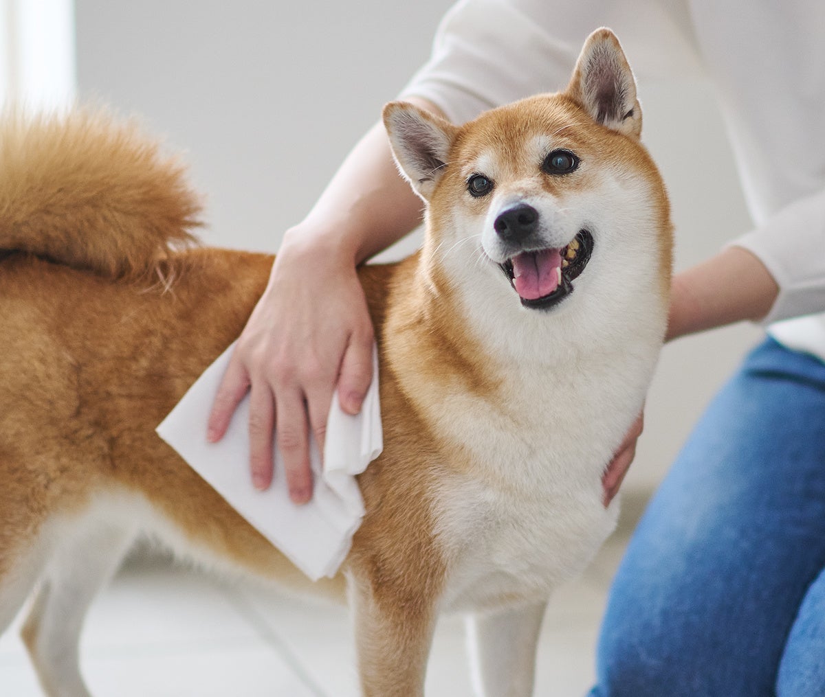 エリエールがペットケア事業に本格参入！新ブランド「エリエールPet キミおもい®」誕生のサブ画像19