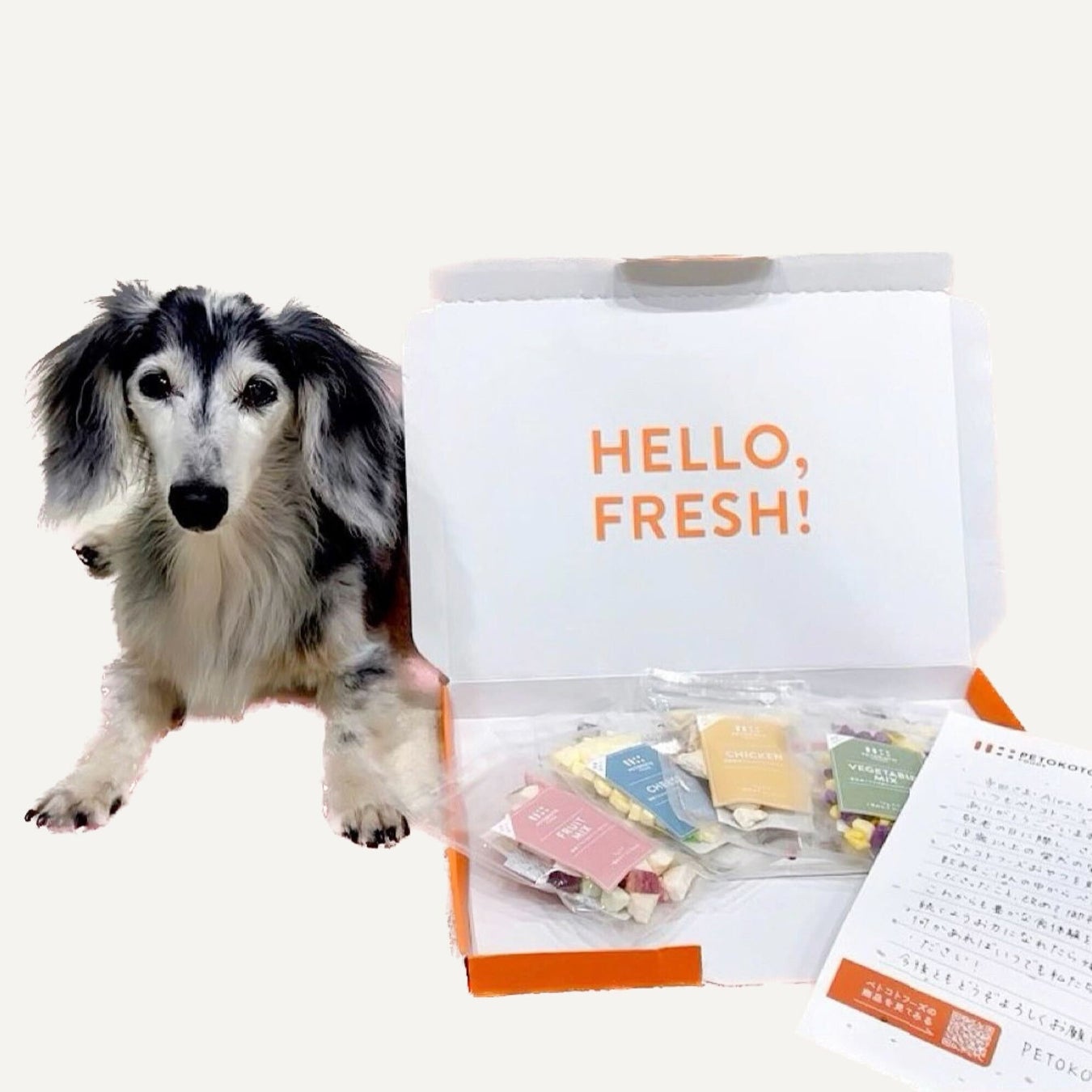 フレッシュペットフード「ペトコトフーズ」が敬老の日に合わせて、長寿の愛犬を表彰する「ペトコトご長寿犬 2023」を発表のサブ画像2_18歳のAlexちゃん