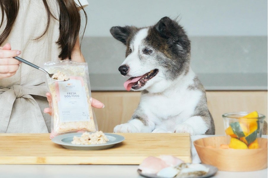 フレッシュペットフード「ペトコトフーズ」が敬老の日に合わせて、長寿の愛犬を表彰する「ペトコトご長寿犬 2023」を発表のサブ画像4