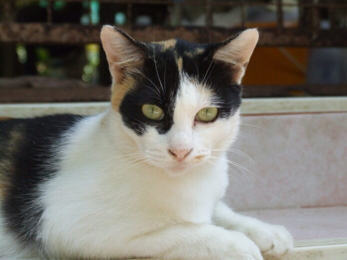 動物愛護議員連盟PT　環境省、狩猟鳥獣ノネコ、ノイヌ断定の実例なしと回答　のメイン画像