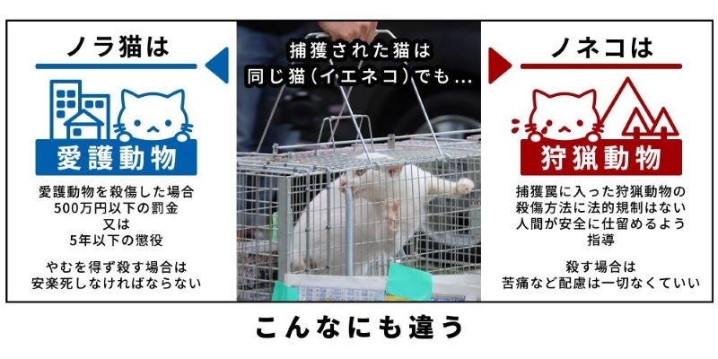 動物愛護議員連盟PT　環境省、狩猟鳥獣ノネコ、ノイヌ断定の実例なしと回答　のサブ画像2