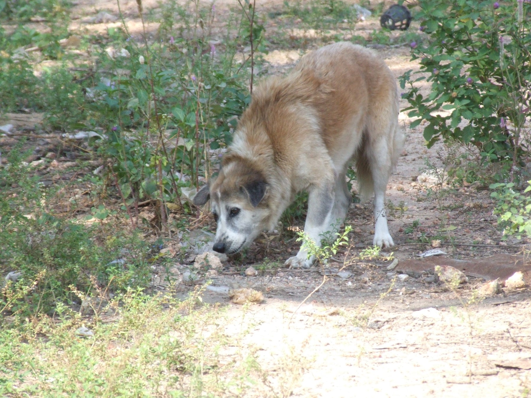 動物愛護議員連盟PT　環境省、狩猟鳥獣ノネコ、ノイヌ断定の実例なしと回答　のサブ画像3