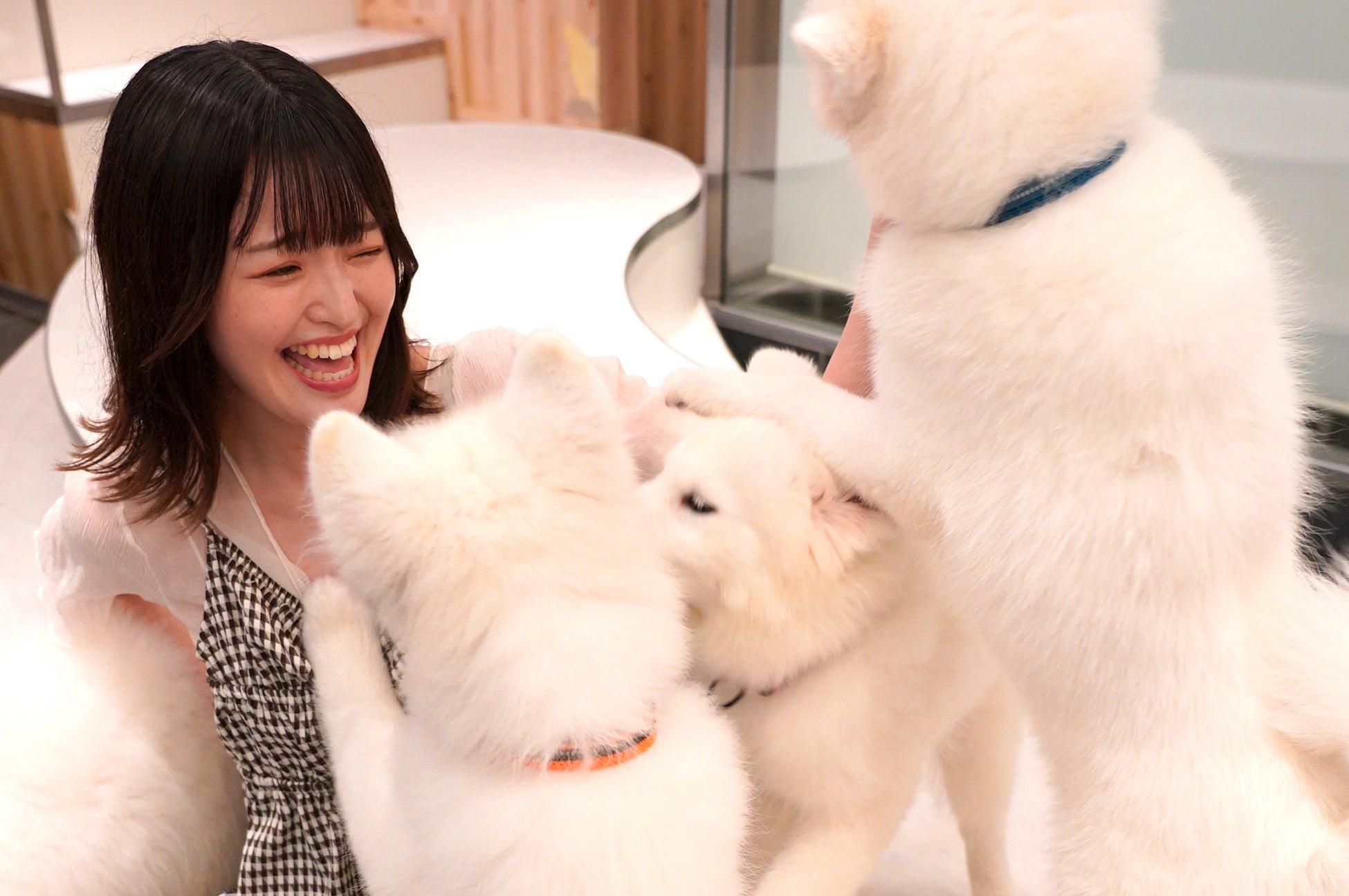 【覚悟を決めて来てください】可愛すぎて誰もが堕ちるサモエドカフェが駒沢大学駅にOPENのサブ画像4