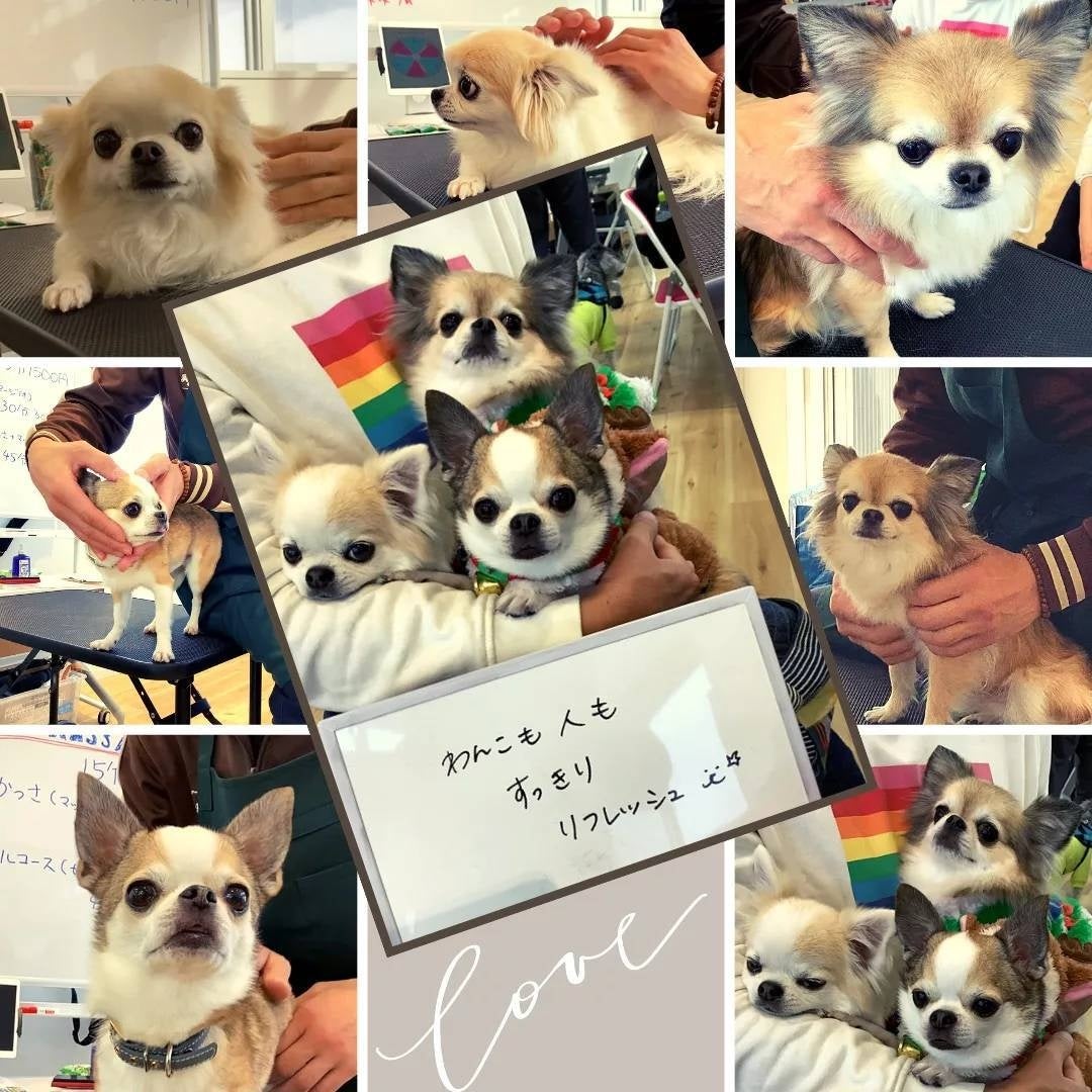 ～わんちゃんと一緒に楽しいお買い物♪～9月24日那須ハイランドパークで“DOGマルシェ”を開催！のサブ画像4
