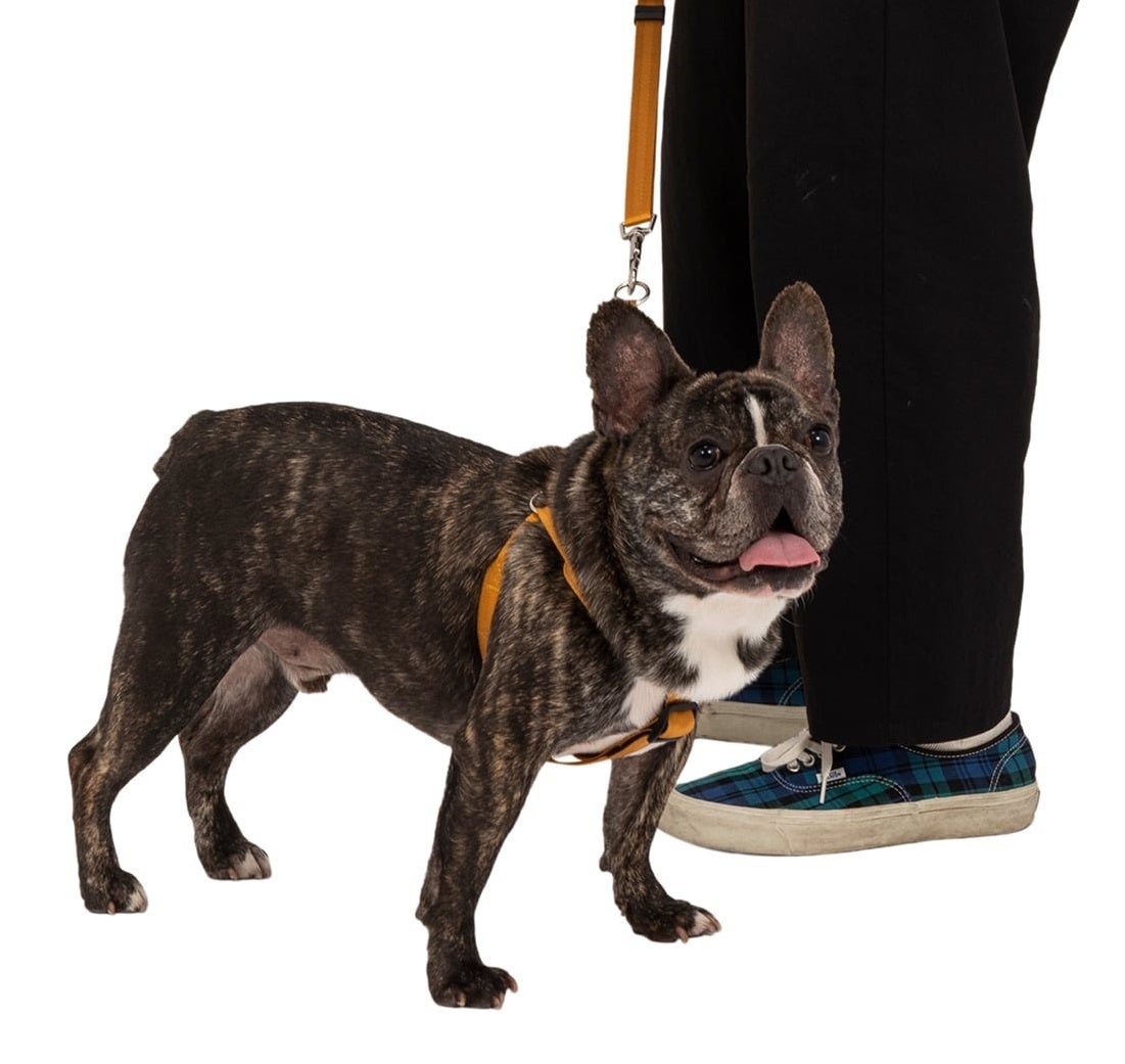 〈MANDARINE BROTHERS 2023秋冬〉「どこへ行くにも一緒」をテーマに愛犬とライフスタイルを共有するためのシンプルかつ遊び心に溢れた秋冬・新コレクション発売！のサブ画像11