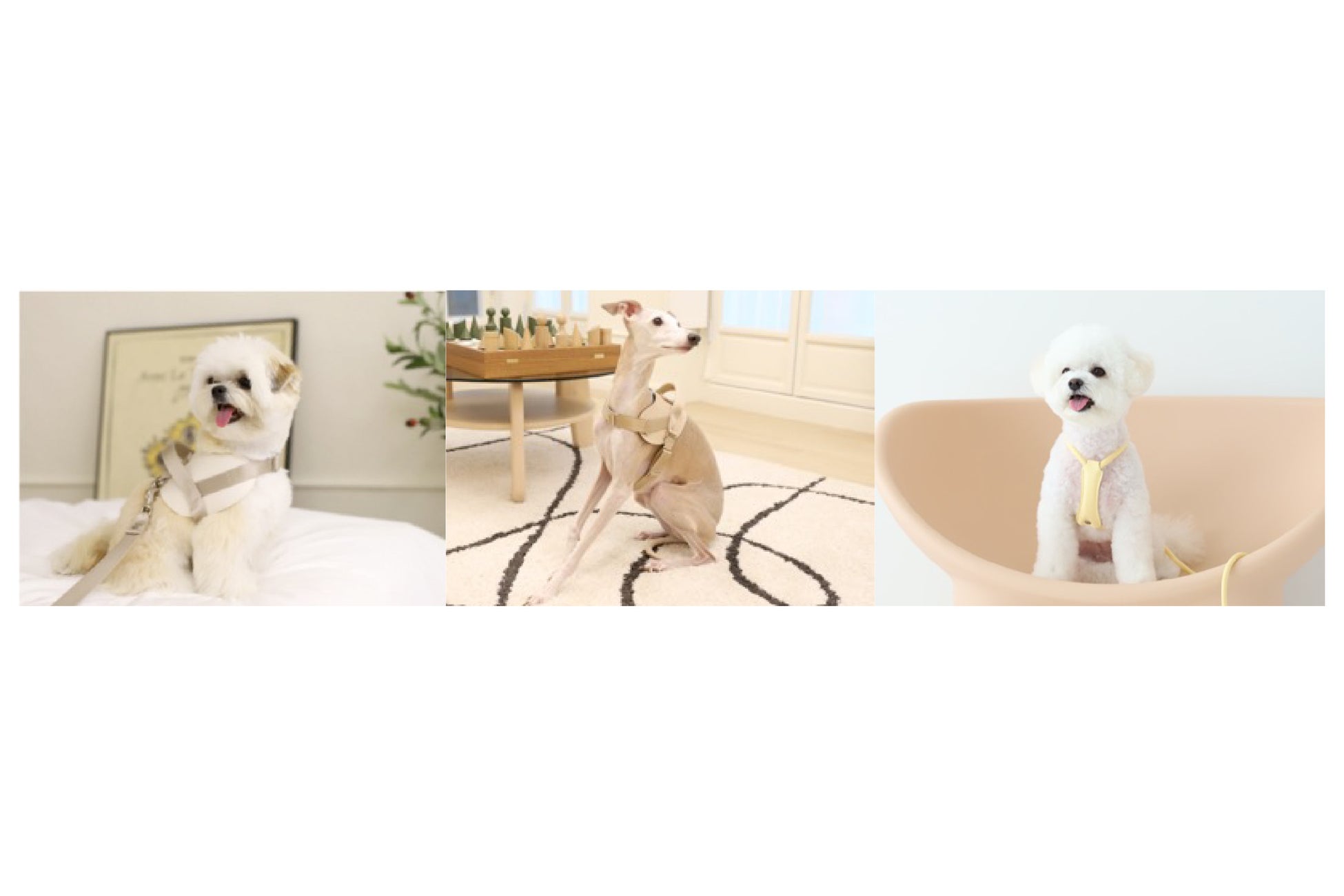 ペット用品ブランド「HaruPet」が大丸東京店で初の POP UP STOREを開催(9月6日～10月3日)のサブ画像6
