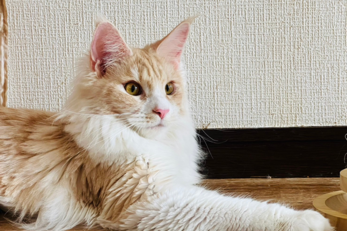 販売できない犬猫にも家族を。里親と優良ブリーダーのマッチングサイトリリース！のメイン画像