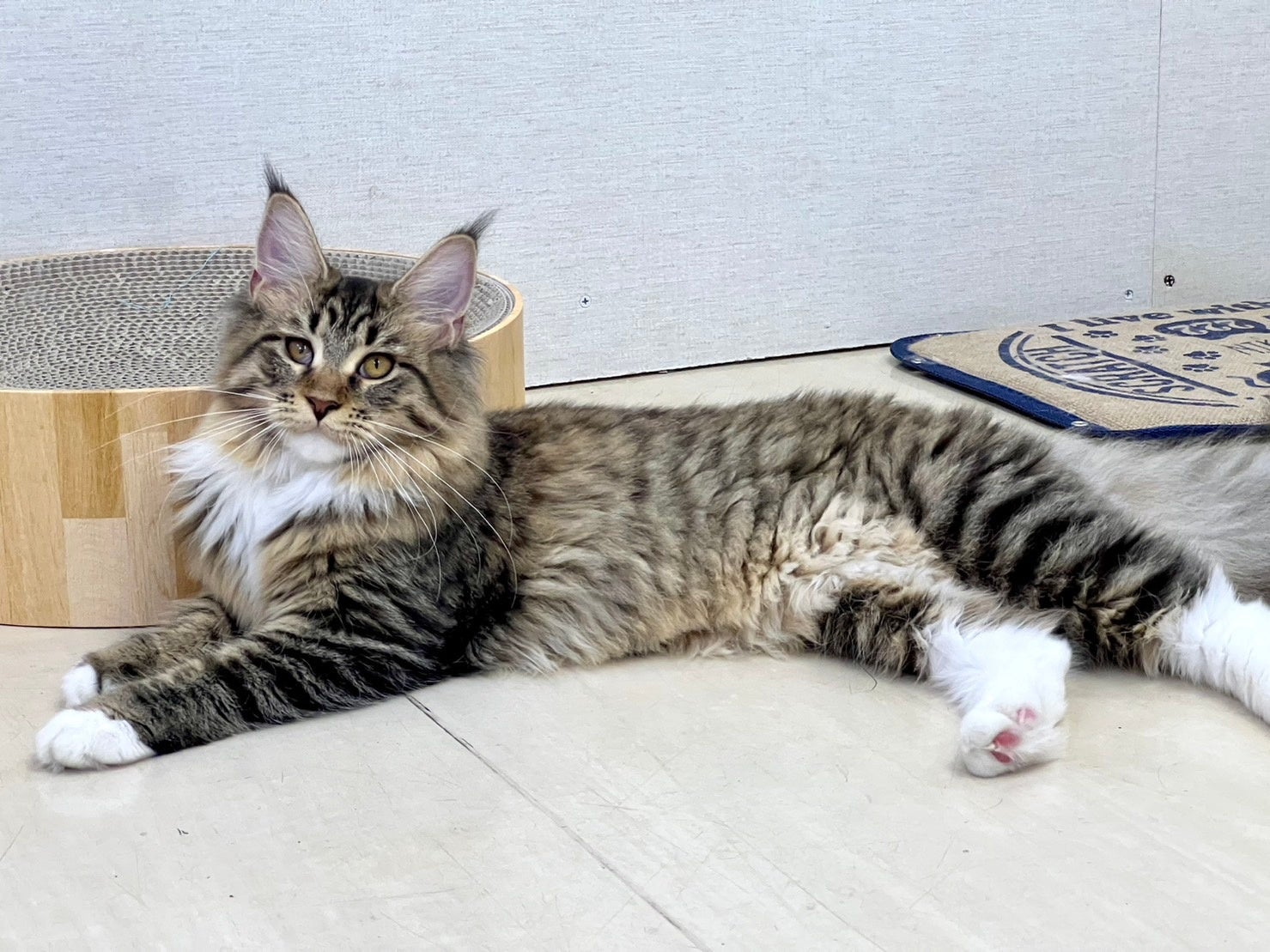 販売できない犬猫にも家族を。里親と優良ブリーダーのマッチングサイトリリース！のサブ画像1_眼潰瘍の治療を行った生後6か月の子猫。毎日の手入れのおかげで潰瘍が目立たなくなった。