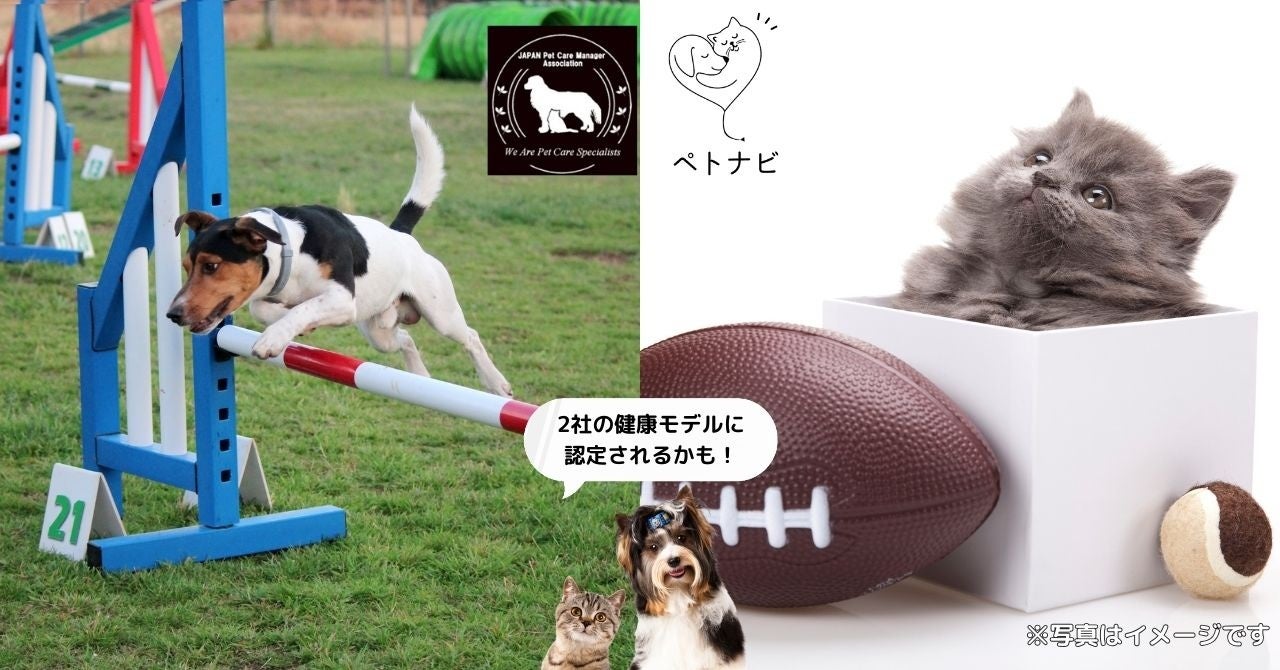 【ペトナビ秋イベント開催決定】前田敦子さん、加藤ナナさん審査員の