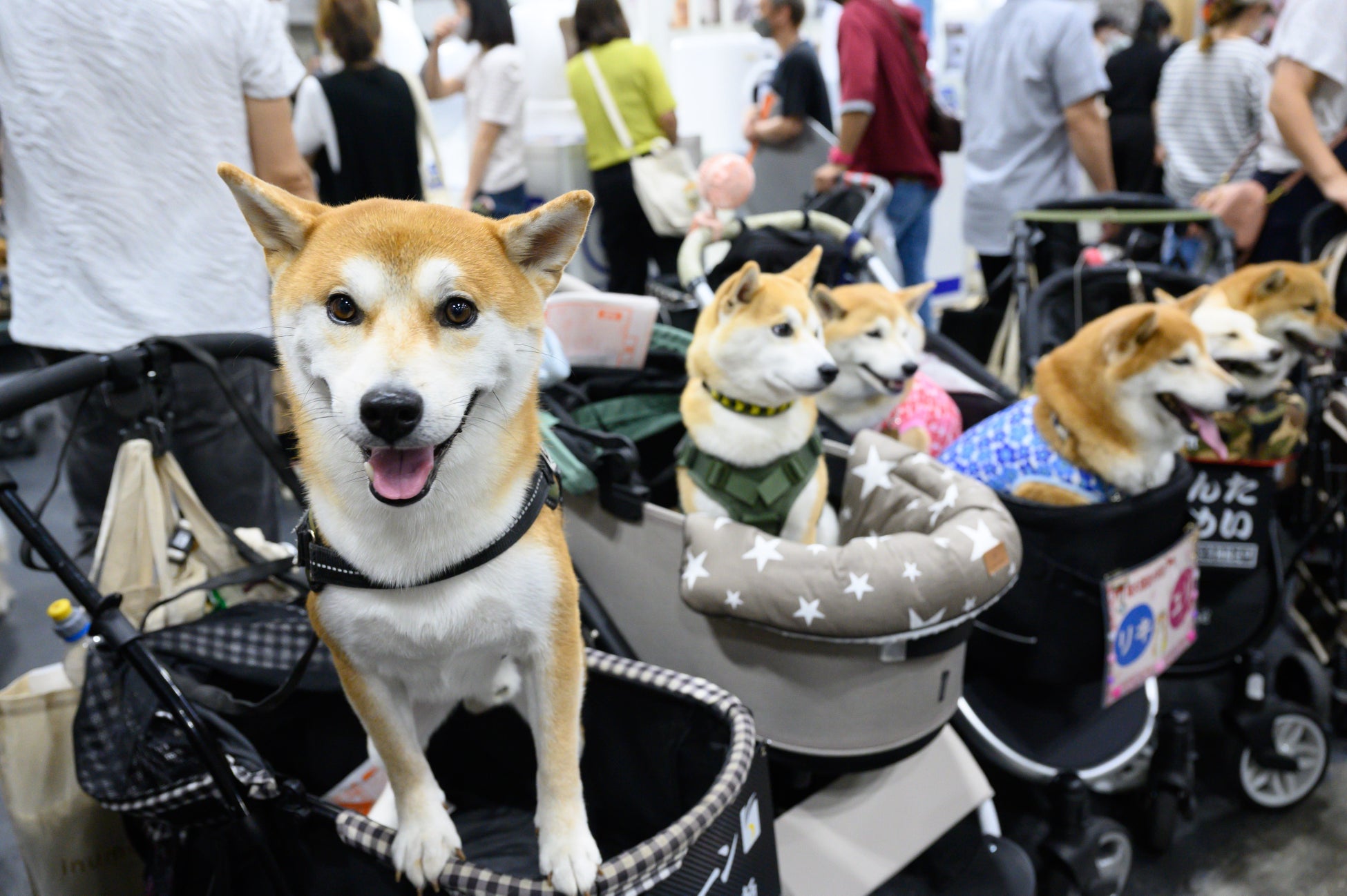 【Pet博2023】大人気ペットイベントが11月3日（金・祝）～5日（日）にインテックス大阪で開催！のサブ画像2_ペット同伴大歓迎！