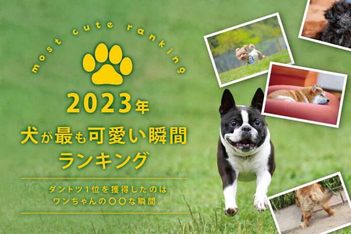 【2023年 犬が最も可愛い瞬間ランキング】ダントツ1位を獲得したのは、ワンちゃんの〇〇な瞬間。のメイン画像