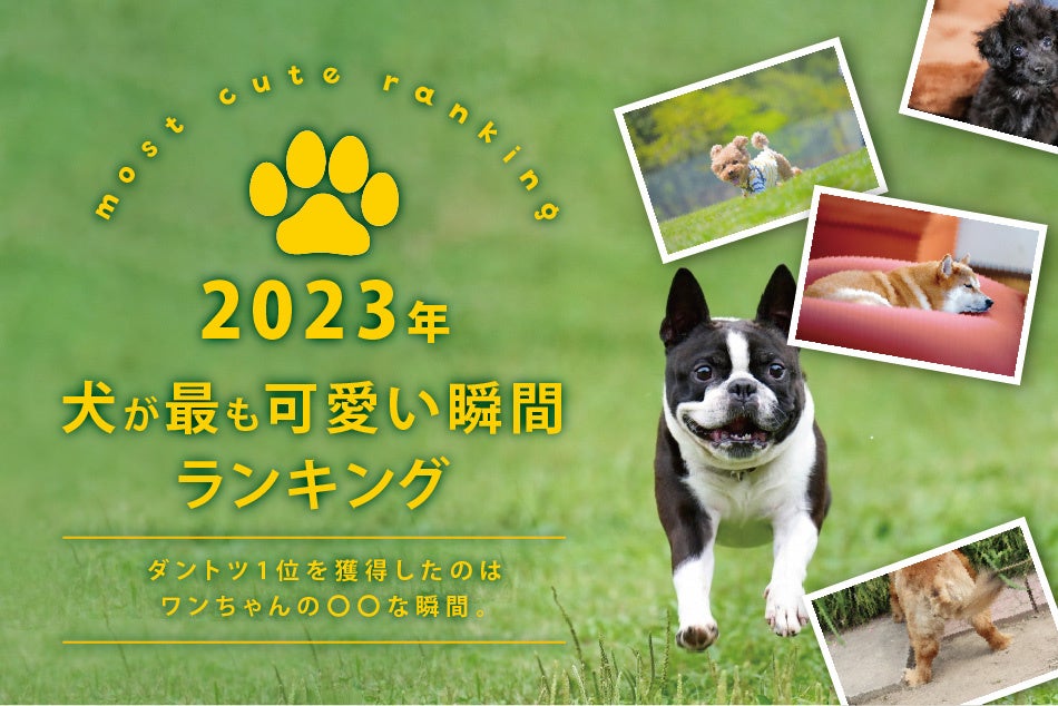 【2023年 犬が最も可愛い瞬間ランキング】ダントツ1位を獲得したのは、ワンちゃんの〇〇な瞬間。のサブ画像1