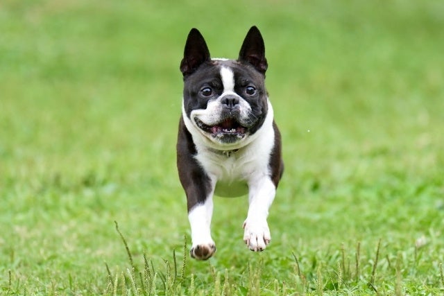 【2023年 犬が最も可愛い瞬間ランキング】ダントツ1位を獲得したのは、ワンちゃんの〇〇な瞬間。のサブ画像2