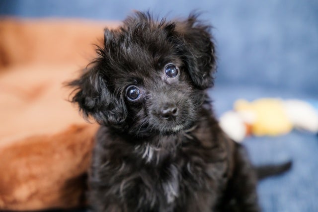 【2023年 犬が最も可愛い瞬間ランキング】ダントツ1位を獲得したのは、ワンちゃんの〇〇な瞬間。のサブ画像3